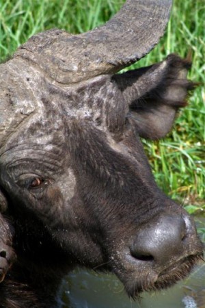 Uganda, Queen Elizabeth NP (2012)